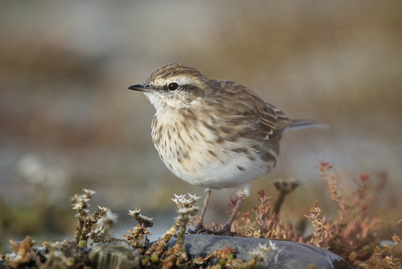 New Zealand pipit.  Credit Craig McKenzie