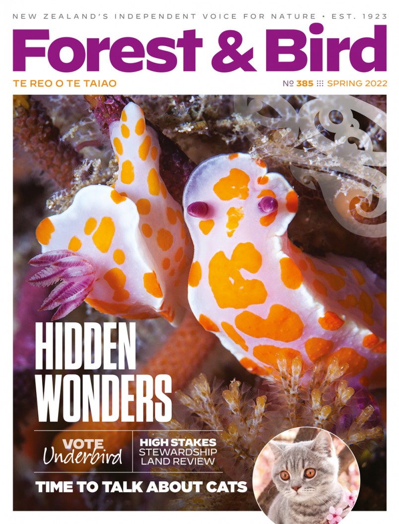 Hidden Wonders - Cover for Forest & Bird magazine Spring 2022 issue