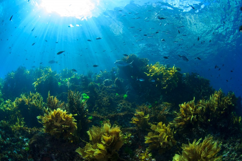 Sunlight shines through water illuminating a kelp reef