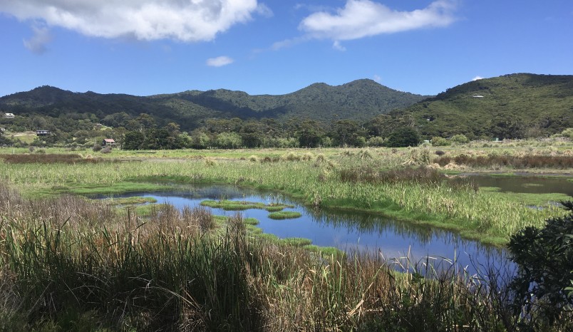 The Oruawharo wetland. Image Lotte McIntyre