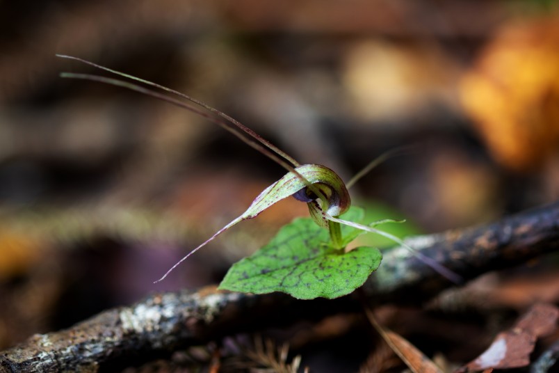 A spider orchid in the Wharekirauponga Valley. Image Stuart Attwood