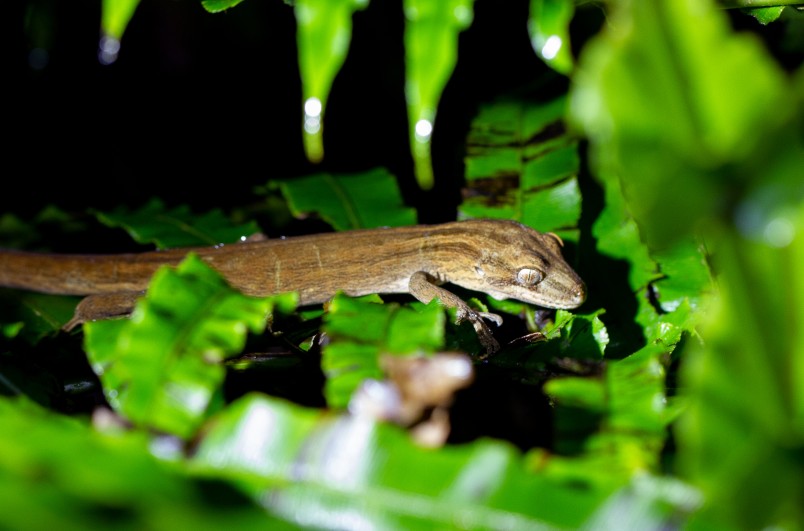 A northern striped gecko at Mahakirau. Image Stuart Attwood