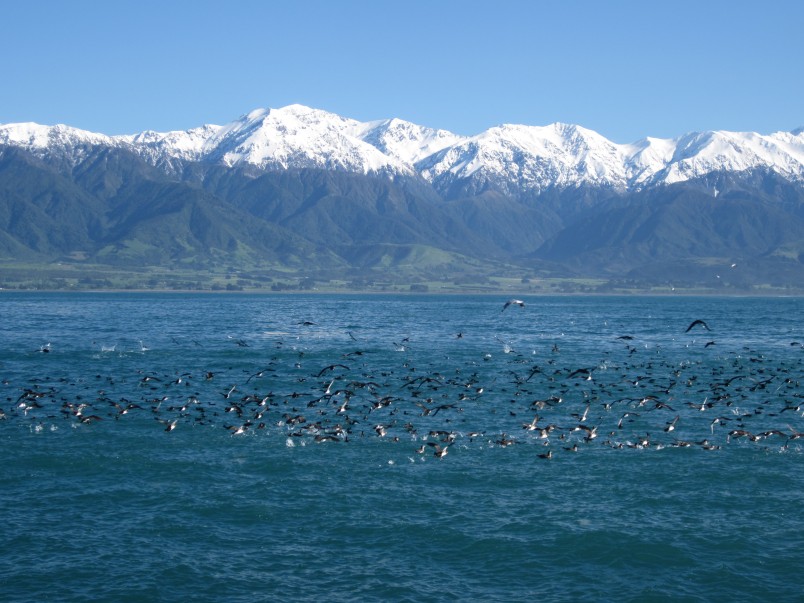 A flock of Hutton’s shearwaters at sea off Kaikōura. Image Whale Watch