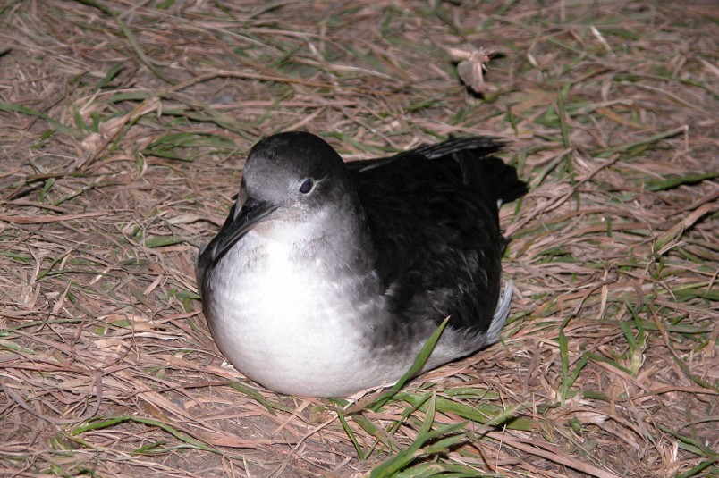 A Hutton’s shearwater. Image DOC