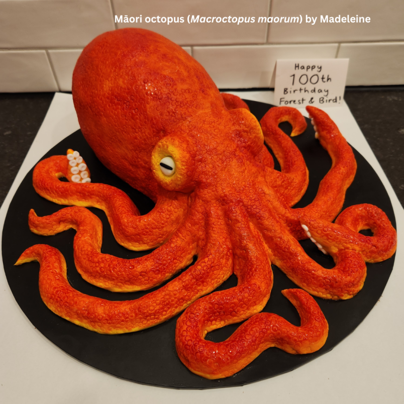 Māori octopus (Macroctopus maorum) by Madeleine