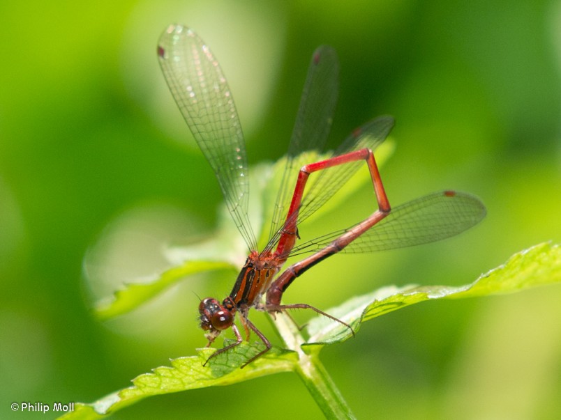 Red damselfly 