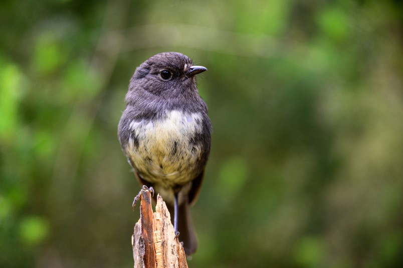 Toutouwai Stewart Island robin. Image Jake Osborne