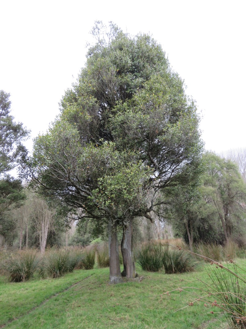 Pōkākā (Elaeocarpus hookerianus) at Arowhenua. Image Ines Stäger