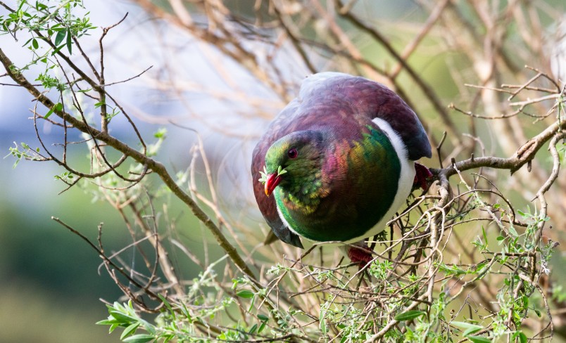 A leaf-eating kererū. Image Heidi Benson