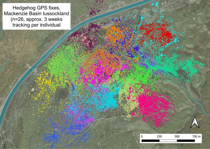 Tracking shows how far individual hedgehogs travel in the Mackenzie Basin.