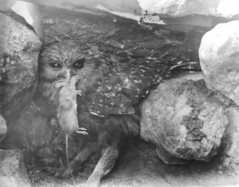 Whēkau laughing owl, South Canterbury, 1909, about five years before it became extinct. Image Cuthbert & Oliver Parr