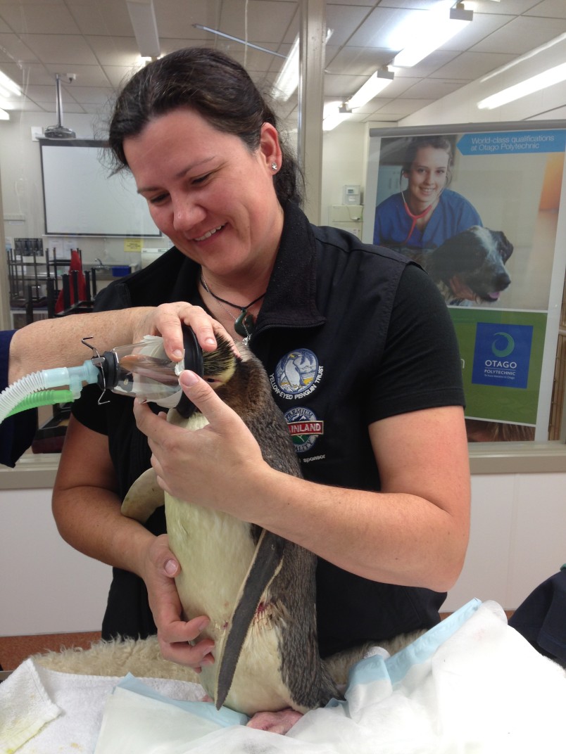 Vet Lisa Argilla treats a sick penguin at Dunedin Wildlife Hospital in 2016. Image Yellow-Eyed Penguin Trust