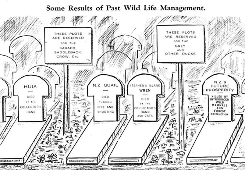 Cats were partially blamed for the demise of Lyall’s wren. Forest & Bird cartoon, 1937.