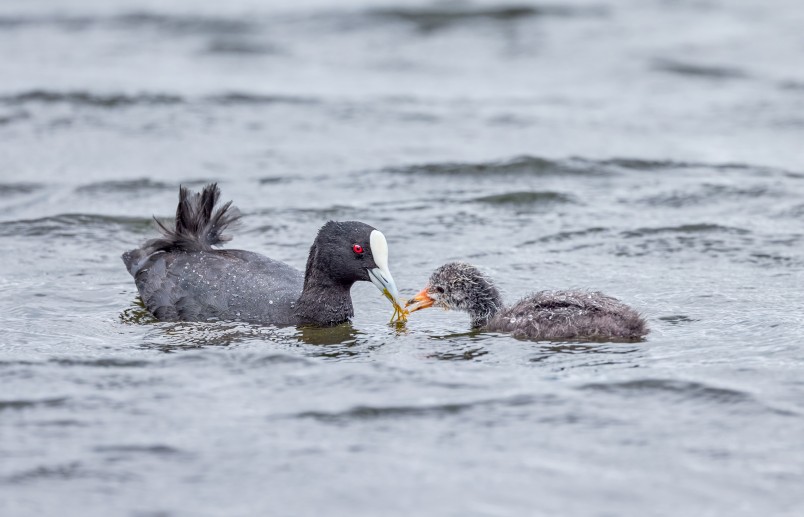 Australasian coot feeding chick. Bryce McQuillan