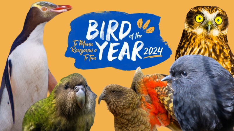 A collage of hoiho, kākāpō, kea, black robin, and ruru against orange background with the Bird of the Year logo