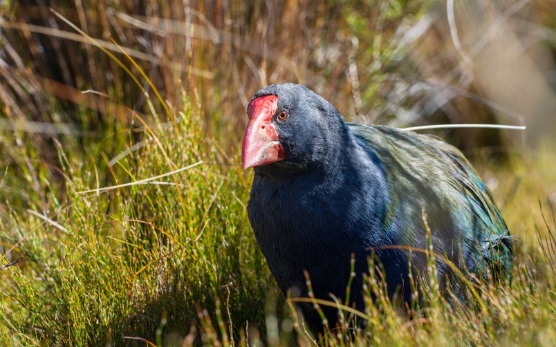 South Island takahē 'McKellar', Gouland Downs, Heaphy Track, Kahurangi National Park. Credit Jake Osborne