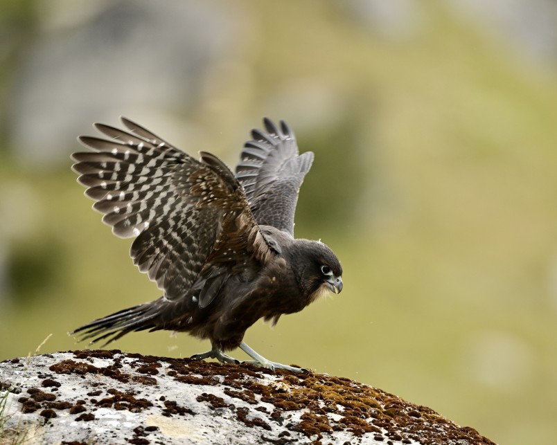 Trapping has seen the successful fledging of kārearea New Zealand falcon. Credit Tim Rumble