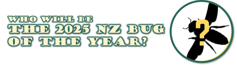 Who will be the 2025 NZ Bug of the Year?