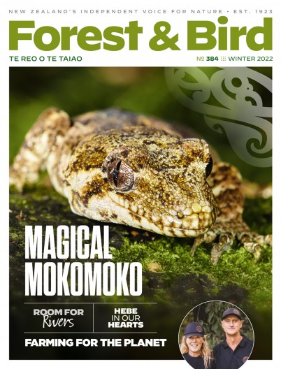 F&B Magaziner winter 2022 cover with a green mokomoko lizard