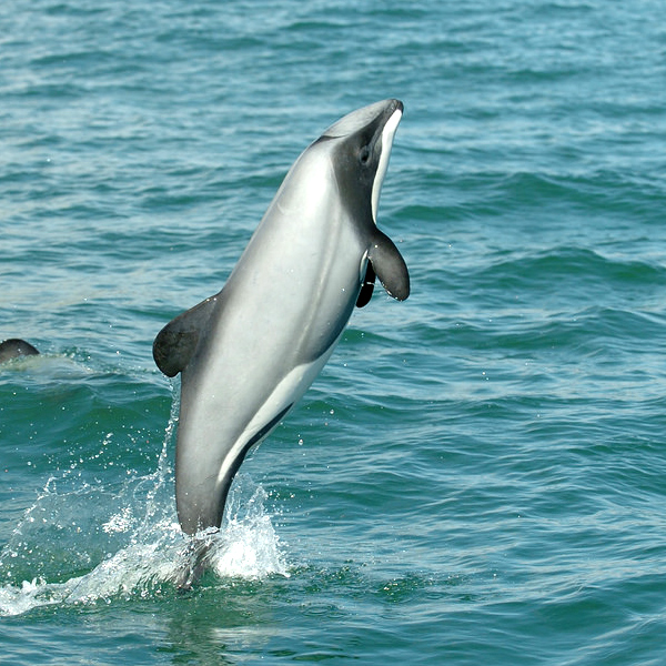 Dolphin jumping.